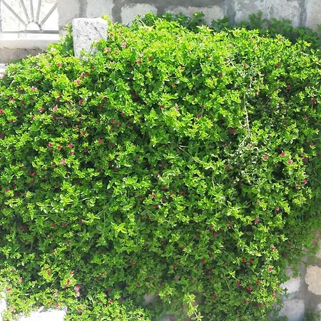 Anka's Apartman Komiža