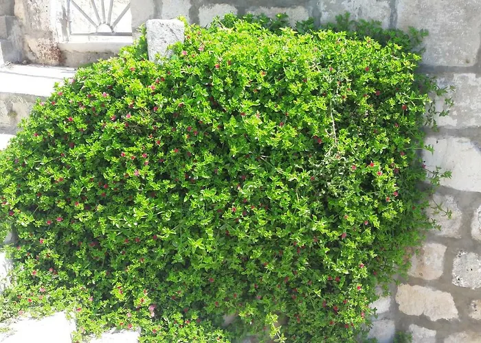 Anka's Daire Komiža